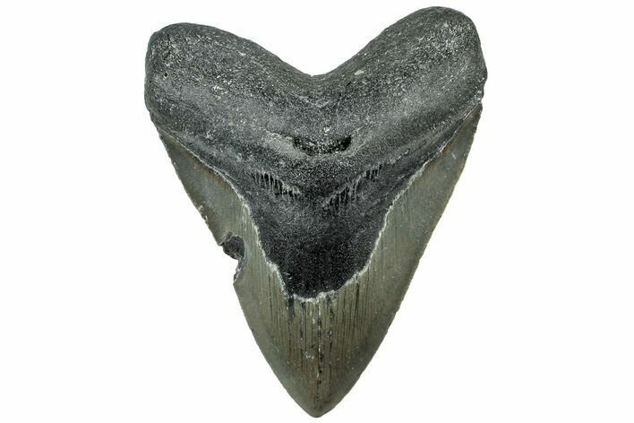 Serrated, Fossil Megalodon Tooth - North Carolina #311832